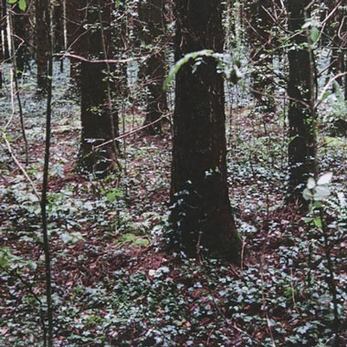 10 tentatives pour sortir du bois, un ouvrage de Sophie Le Béon chez F de phosphène.